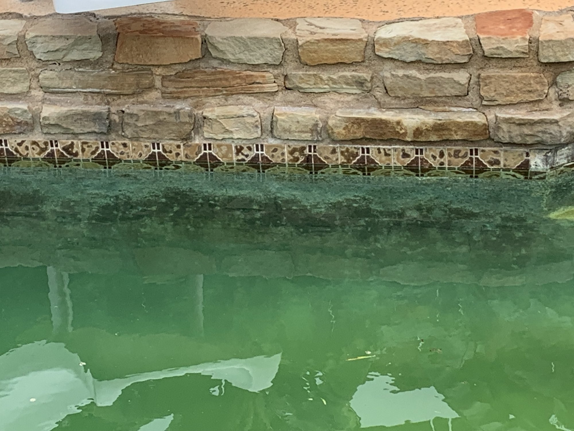 algae1.jpg