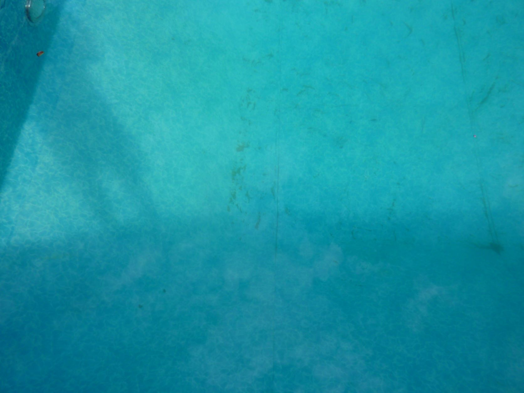 Algae2.JPG