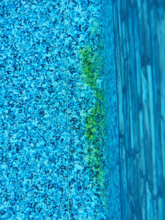 algae2.JPG