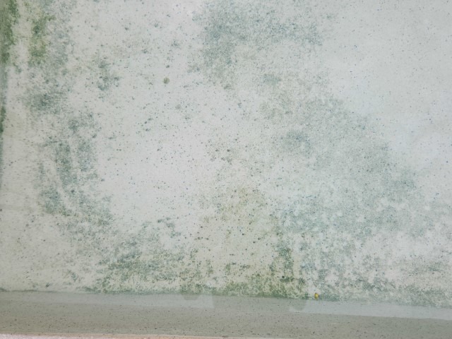 Algae2 (Small).jpg