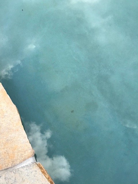 Algae_2.jpg