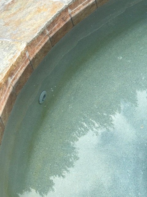 Algae_3.jpg
