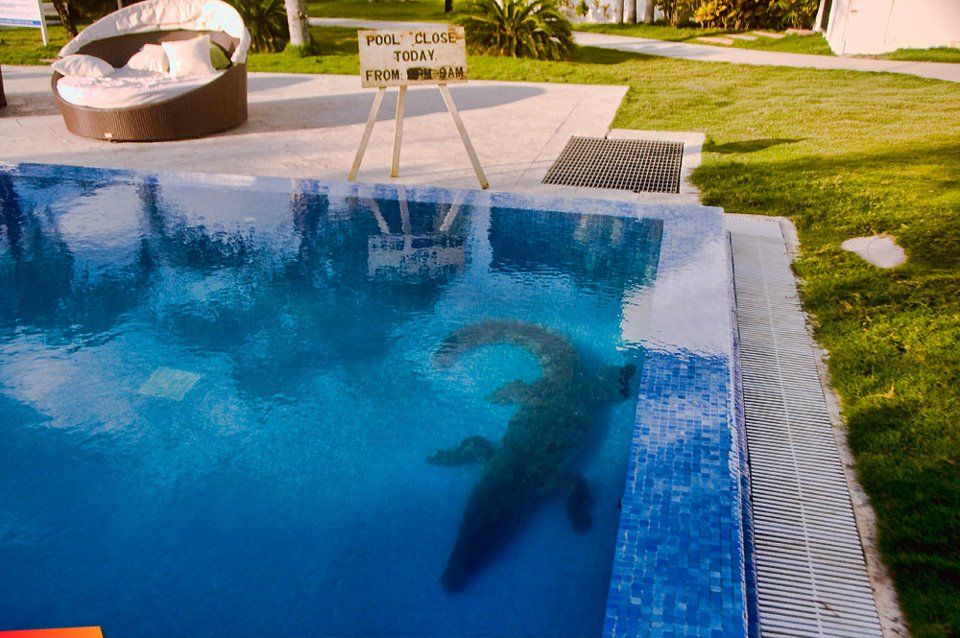 Alligator in Pool.jpg
