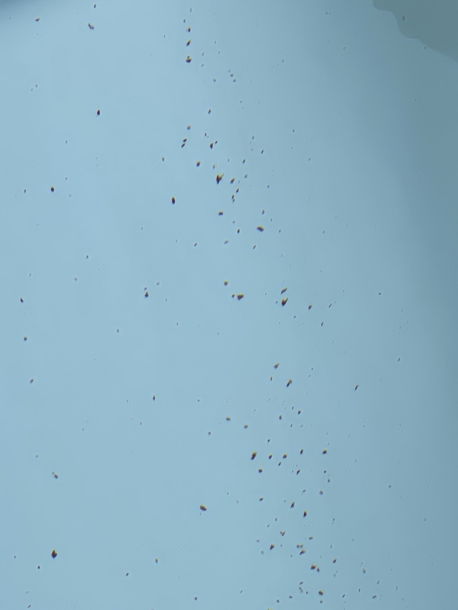 B85DFFF3-4EC5-4EBA-93AC-34987B620156.jpeg