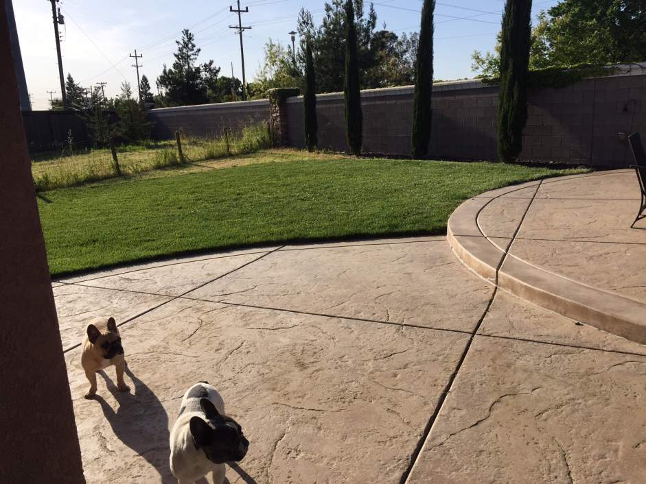 backyard pool build 4.jpg