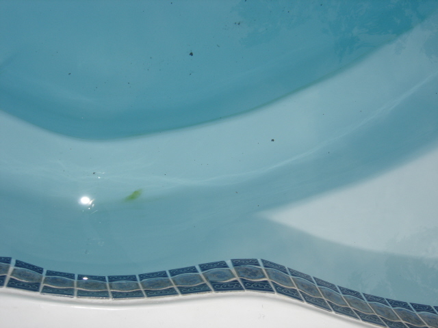 beginning of algae on steps.jpg