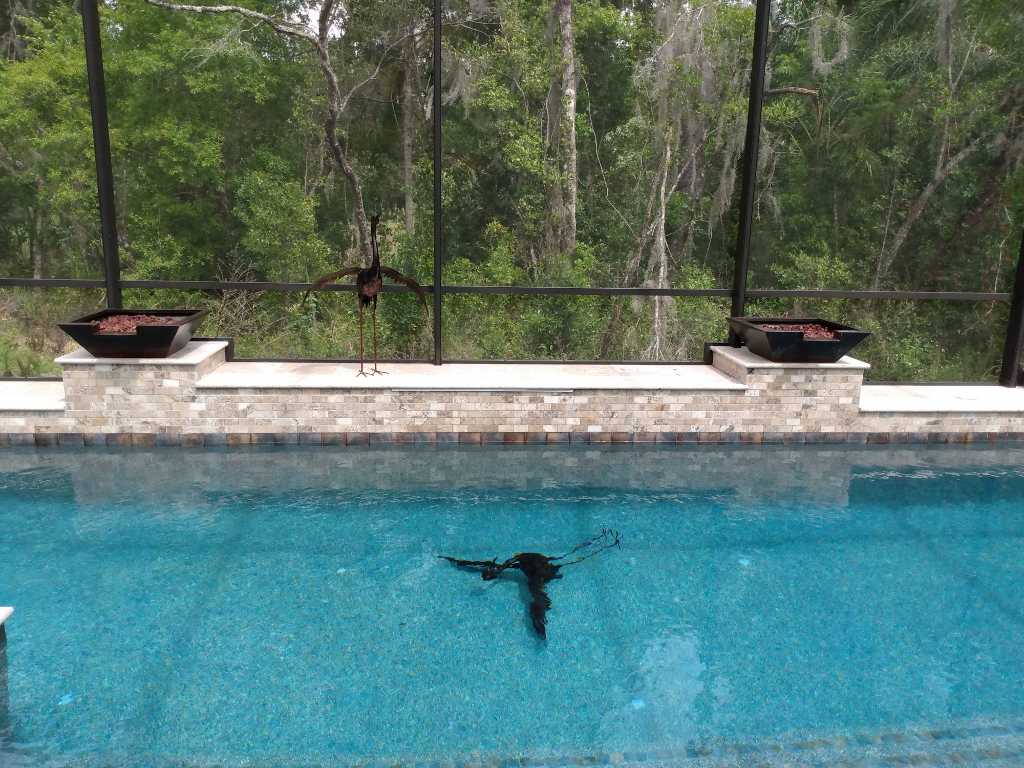 bird in pool.jpg