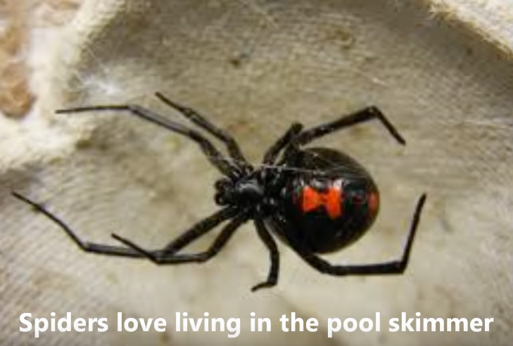 brown recluse.png