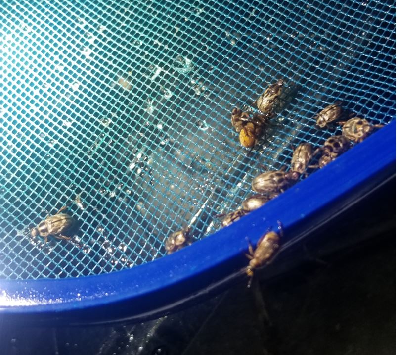 bugs in pool.JPG