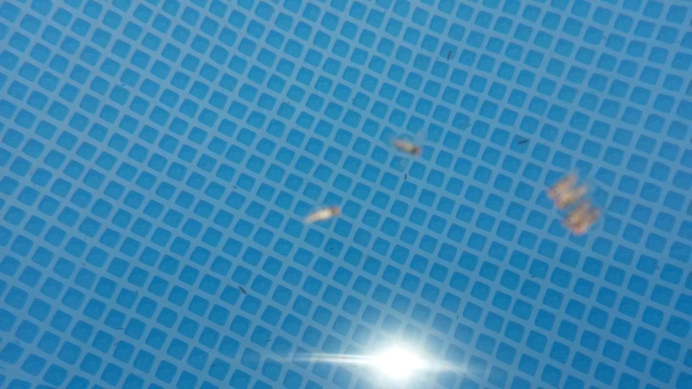 bugs2.jpg