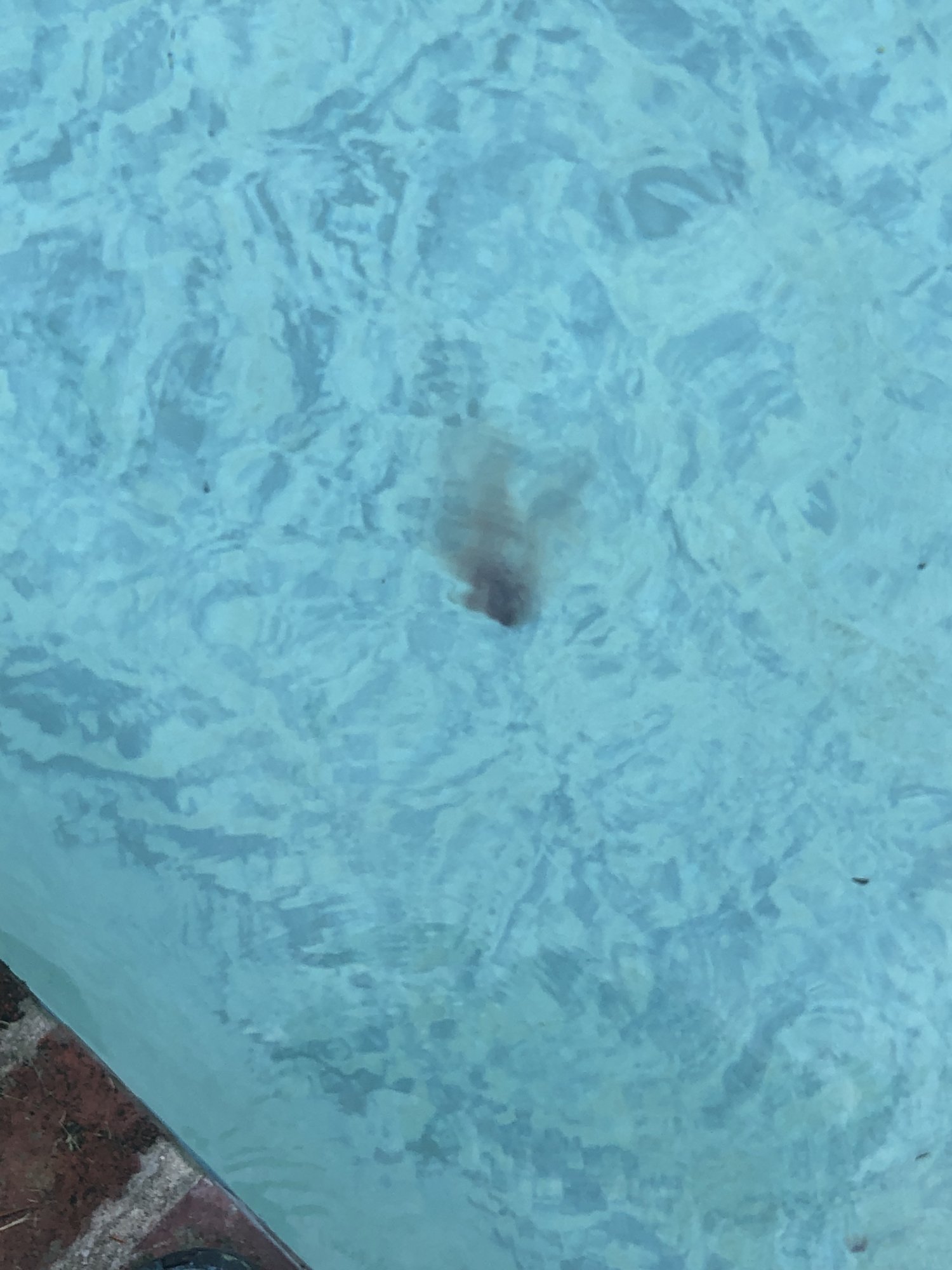 C519B013-4079-4DDB-8FDC-4A5D62C583BD.jpeg