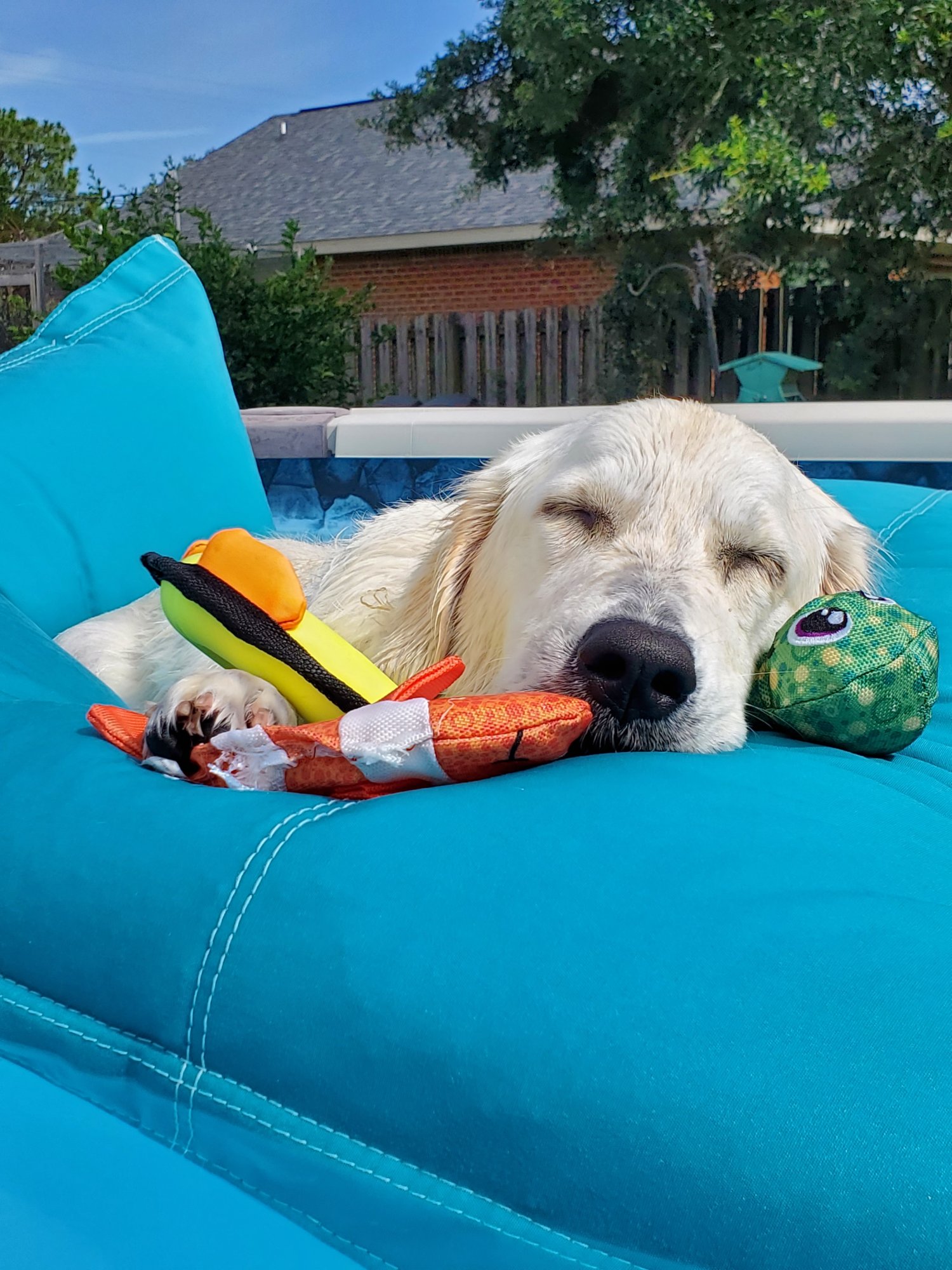Cheyenne in pool.jpg