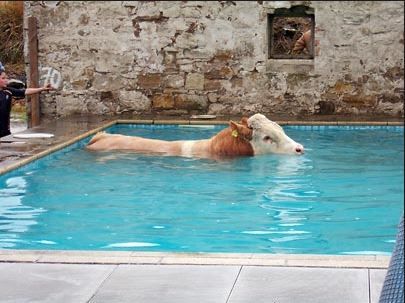 Cow in Pool.JPG