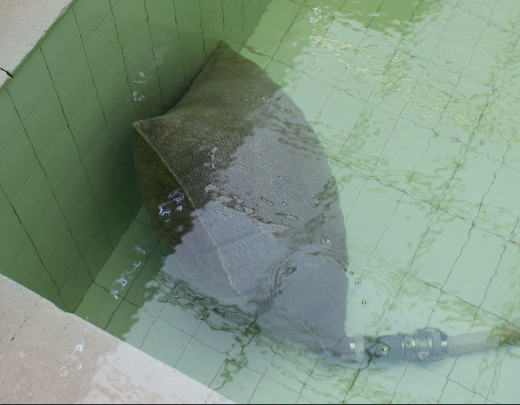 Day 3 - 2nd August 4PM - Slime Bag working hard - 14 hours after super chlorination.JPG