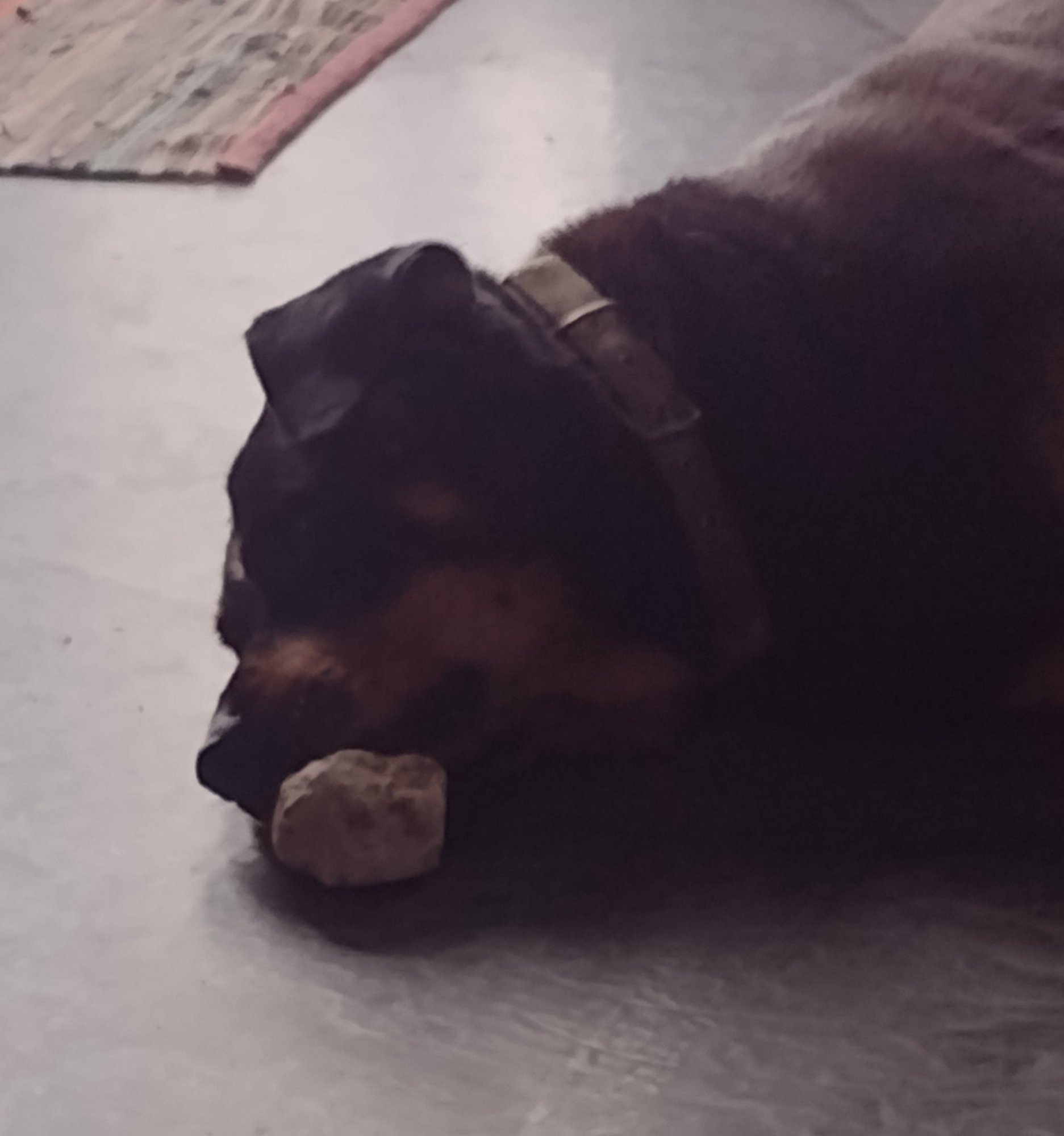 Della & her rock.jpg