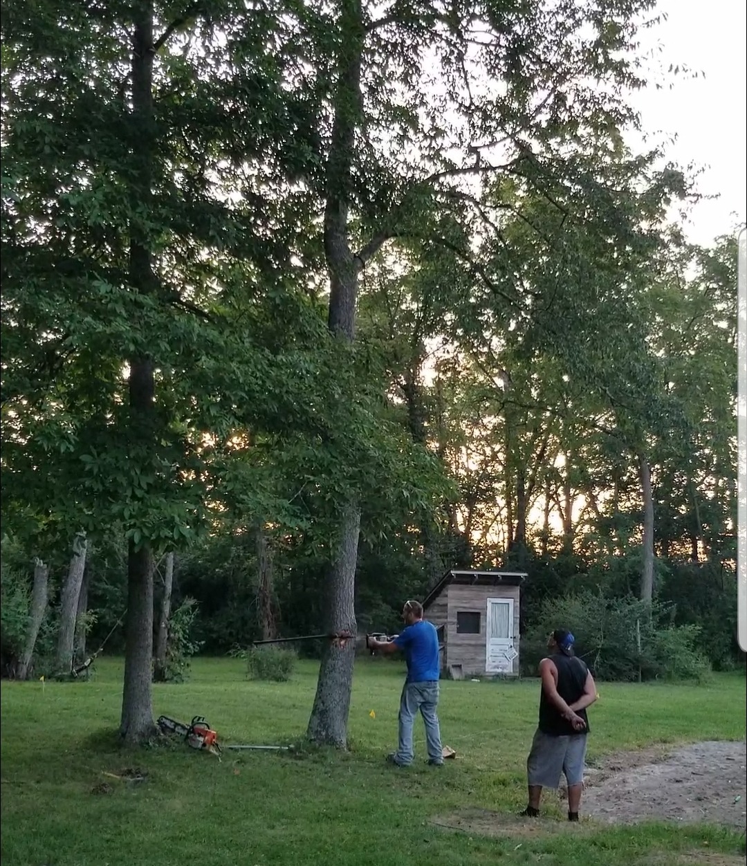 dropping trees1.jpg