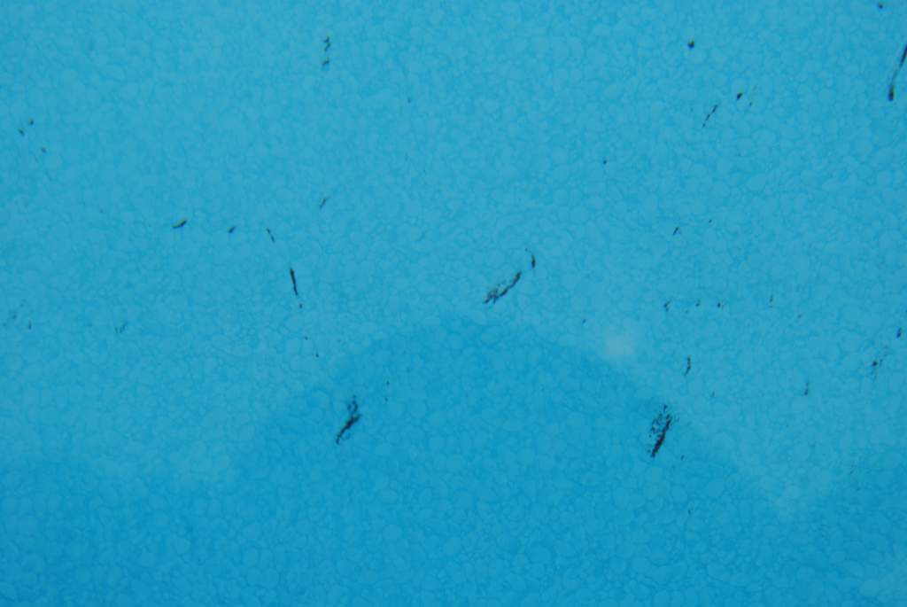 DSC_0087.jpg