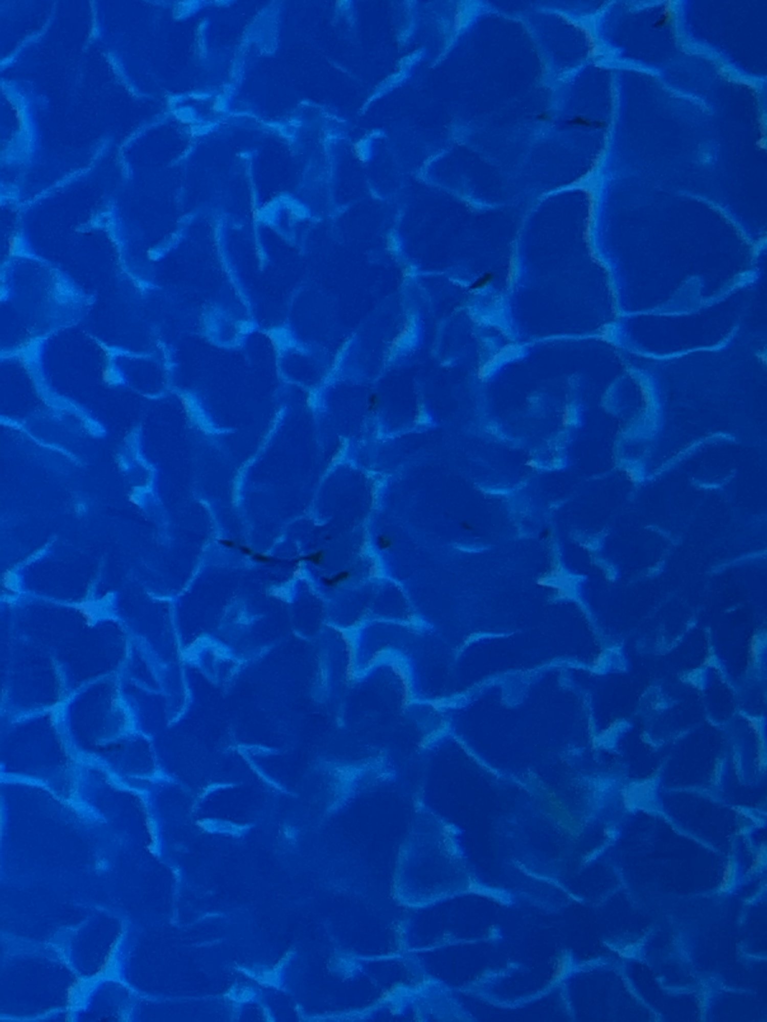 E9750846-064A-47F8-87AA-AC1101E40665.jpeg