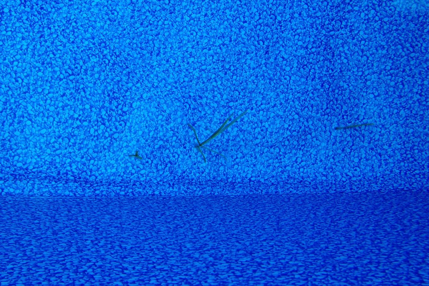 Grass in pool.jpg
