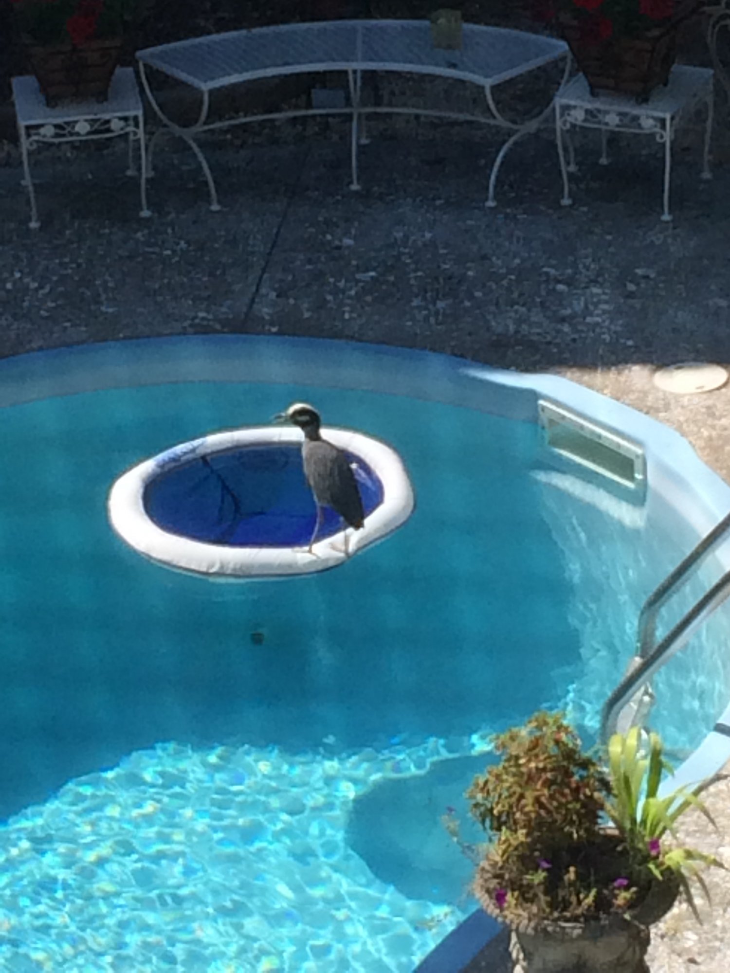 Heron in pool.JPG