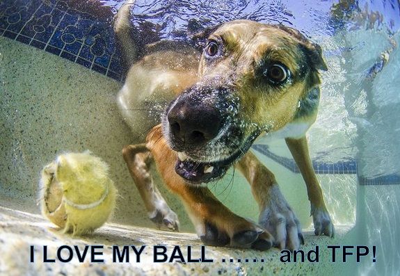 I Love TFP (Dog with Ball).jpg