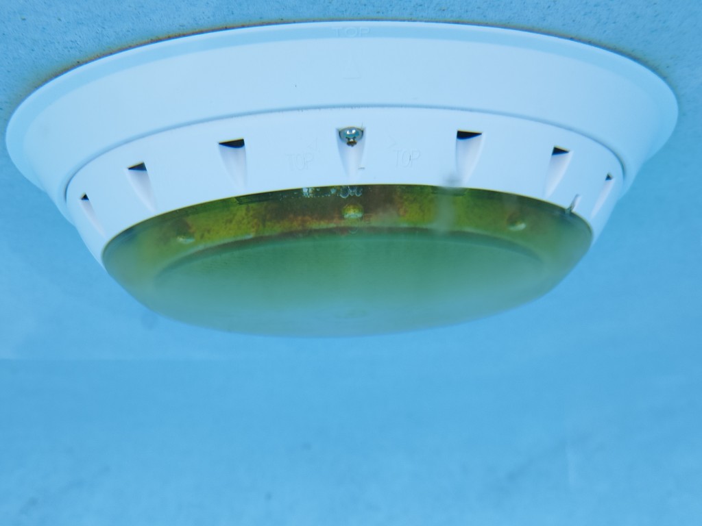 img light with algae from above.jpg