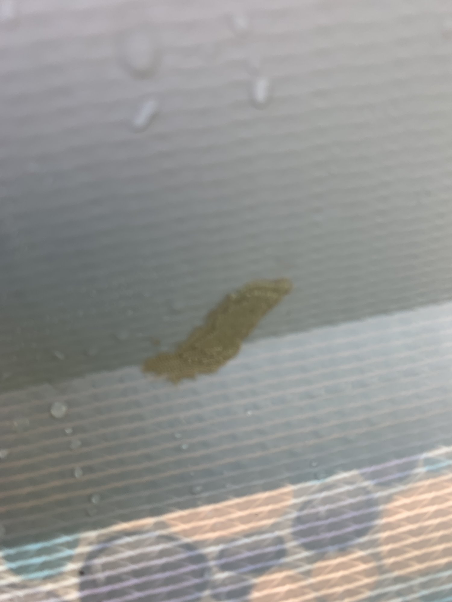 IMG_0918.jpeg