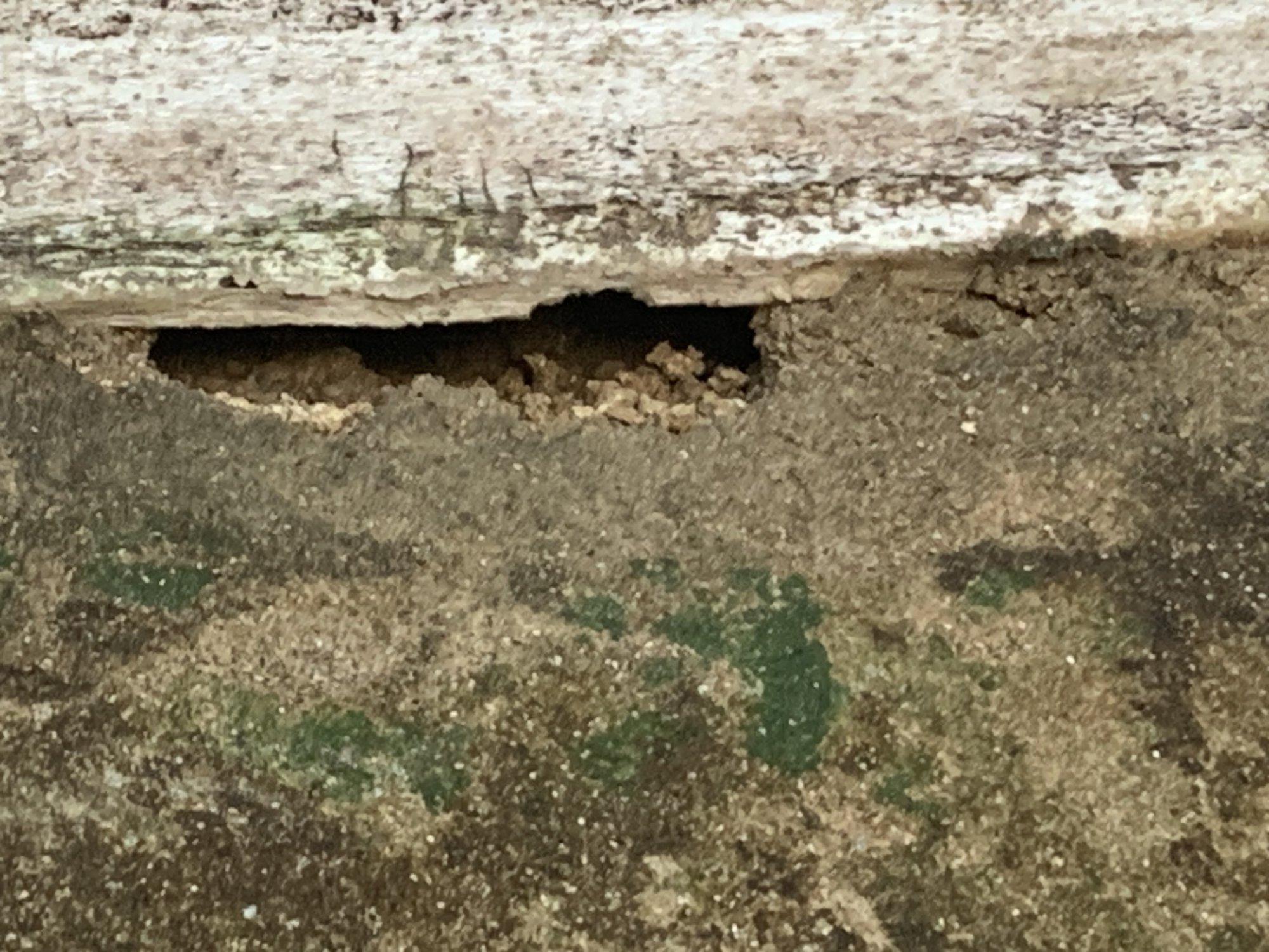 IMG_1321.jpeg