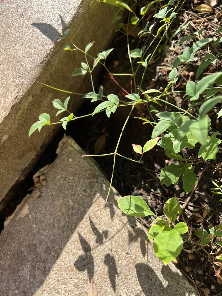 IMG_2584.jpeg