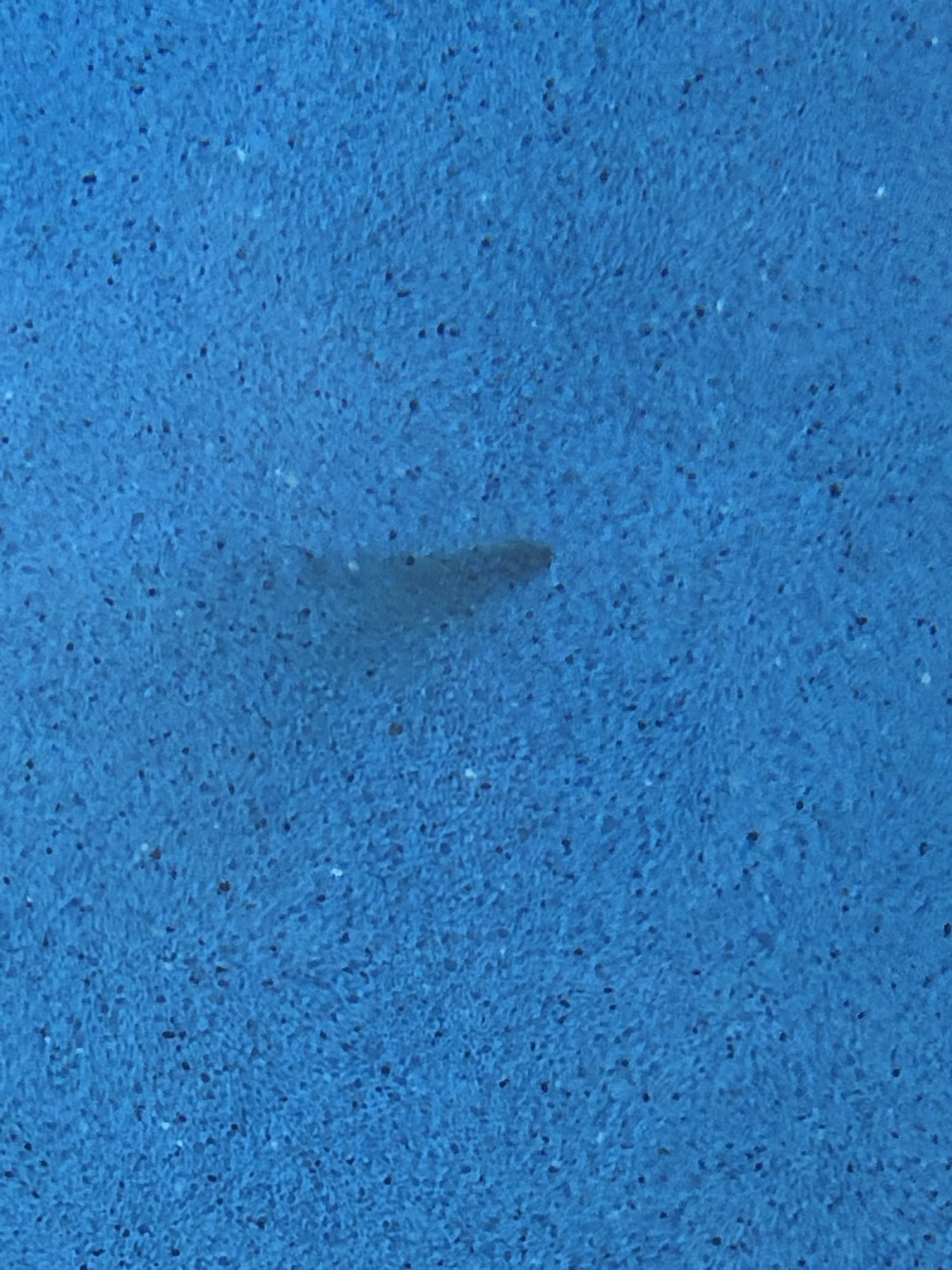 IMG_2715.jpeg