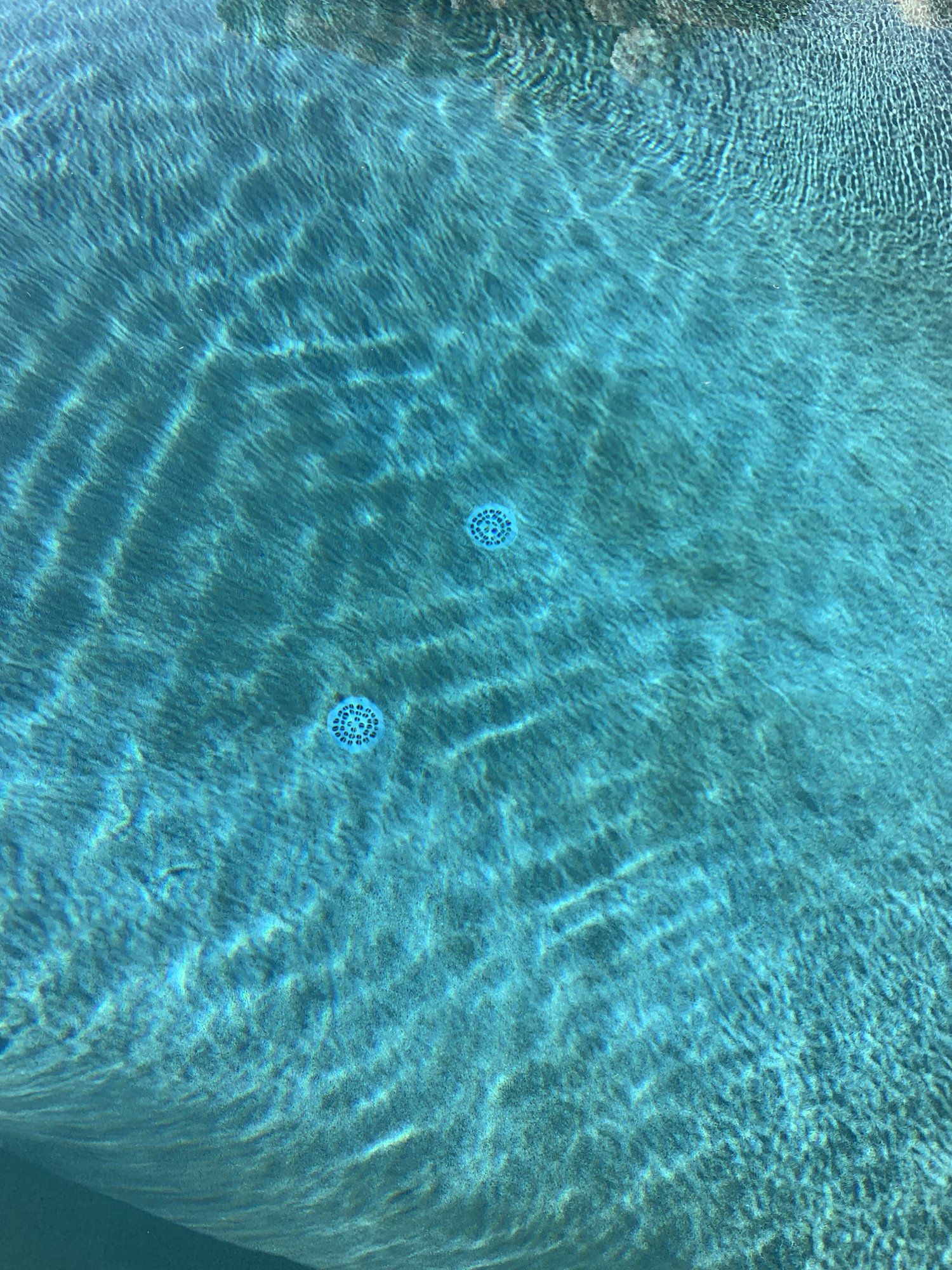 IMG_9242.jpeg