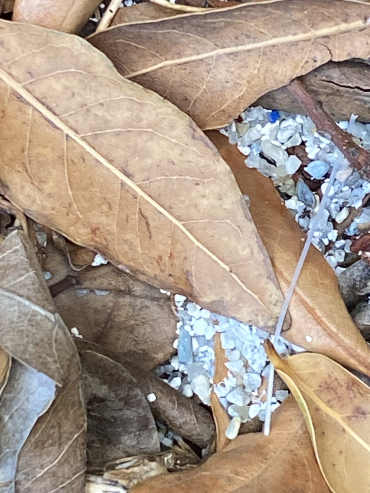 IMG_9549.jpeg