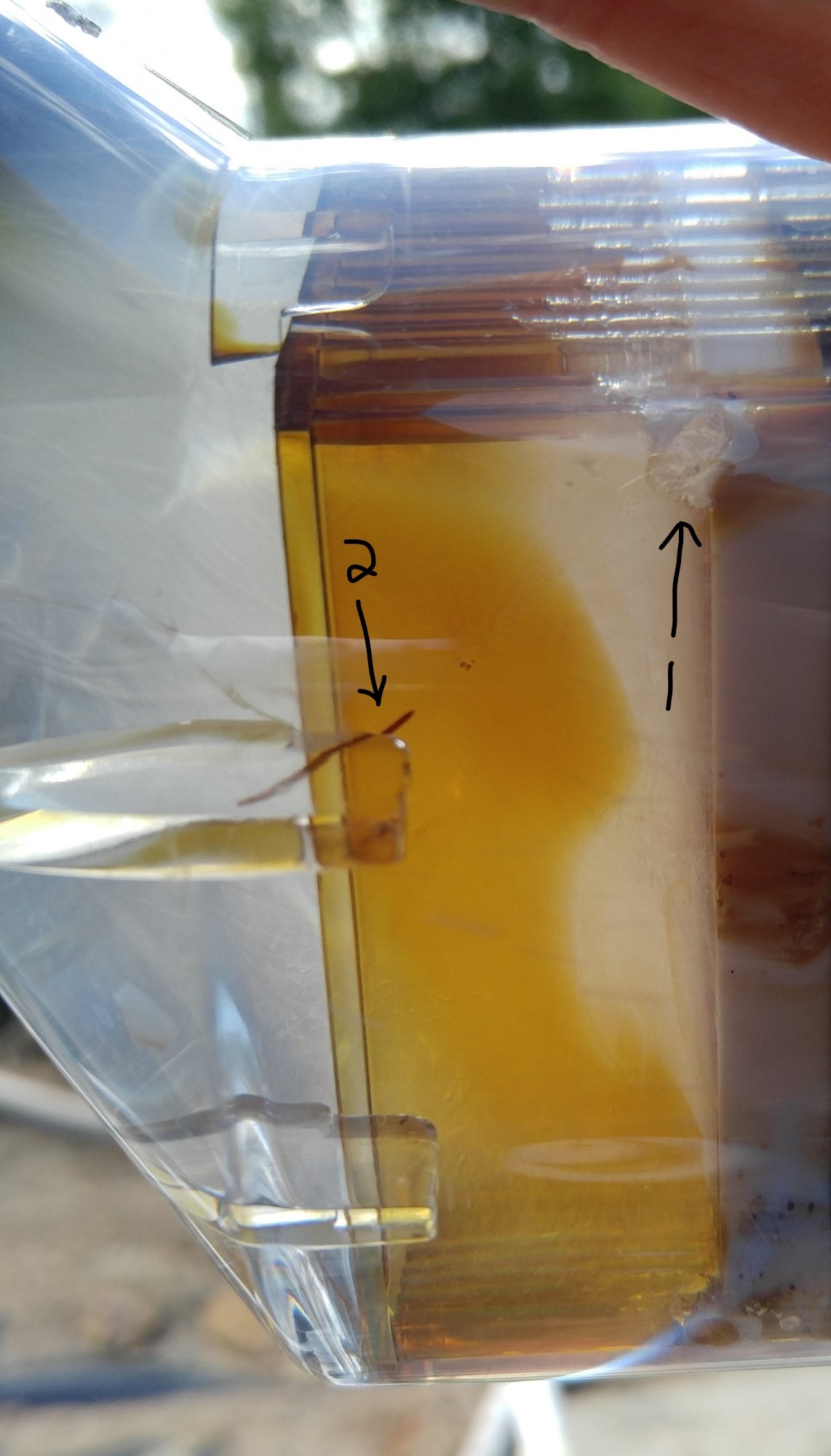 InkedClear cell impact_LI.jpg