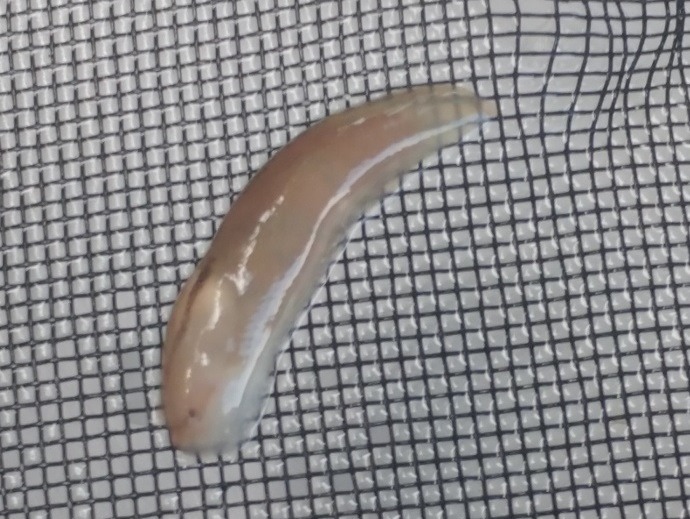larvae2.jpg