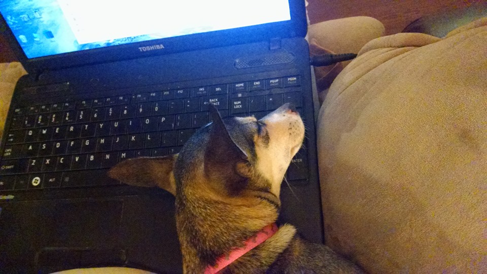 Lucy Laptop 2.jpg