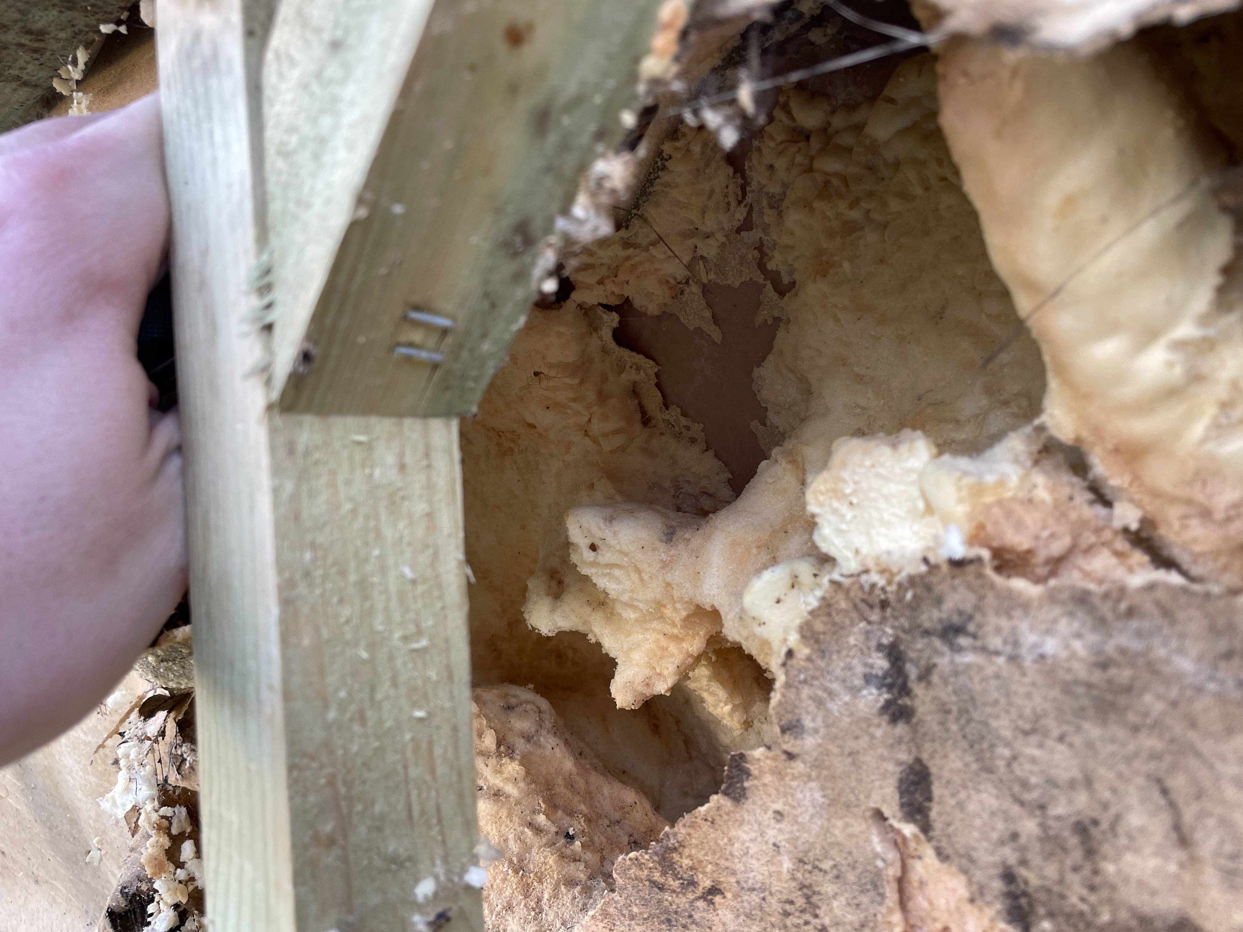 Mice Insulation Damage