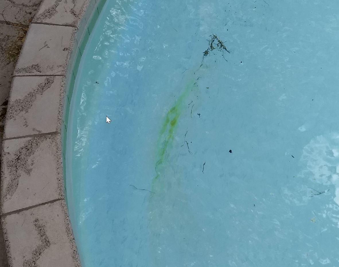 mustard algae close-up.jpg