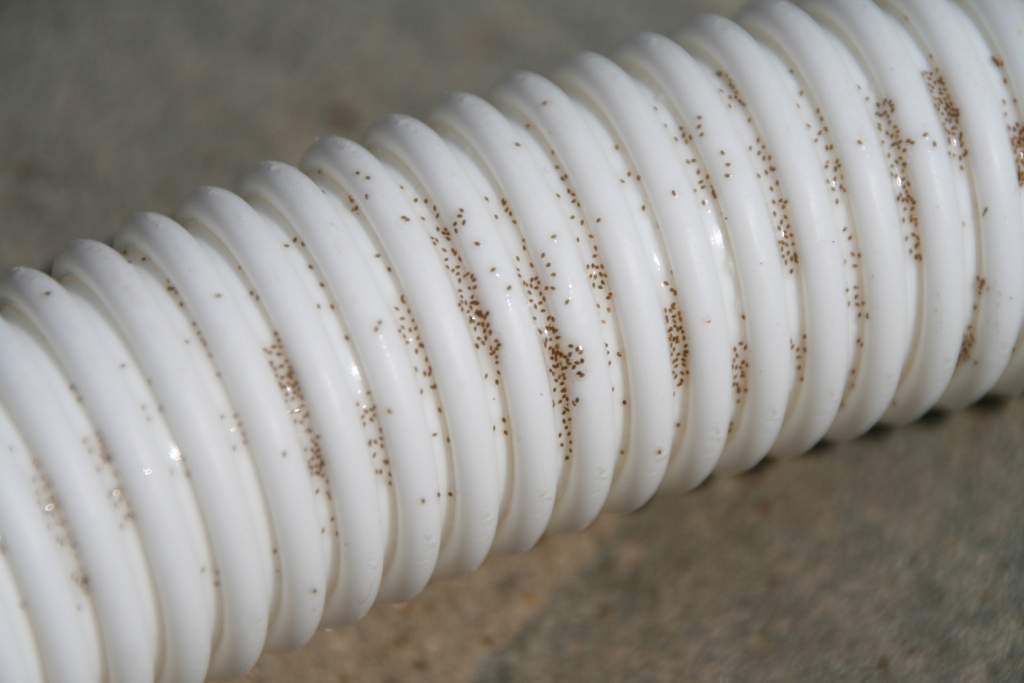 Polaris hose growth.jpg