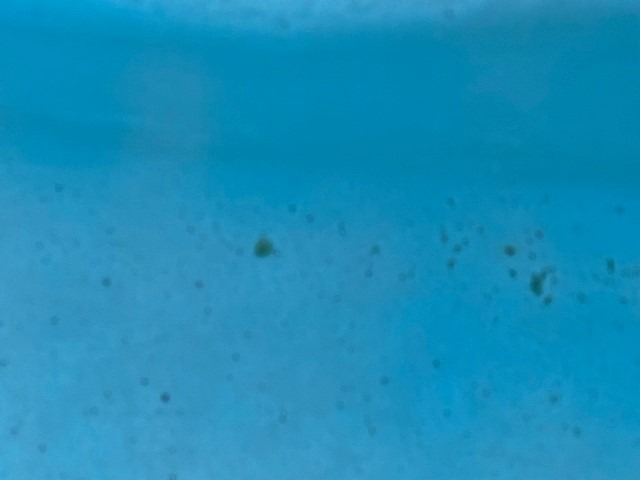 pool staining 2.jpg