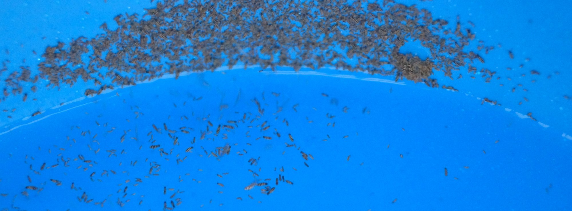pool_bugs1.JPG