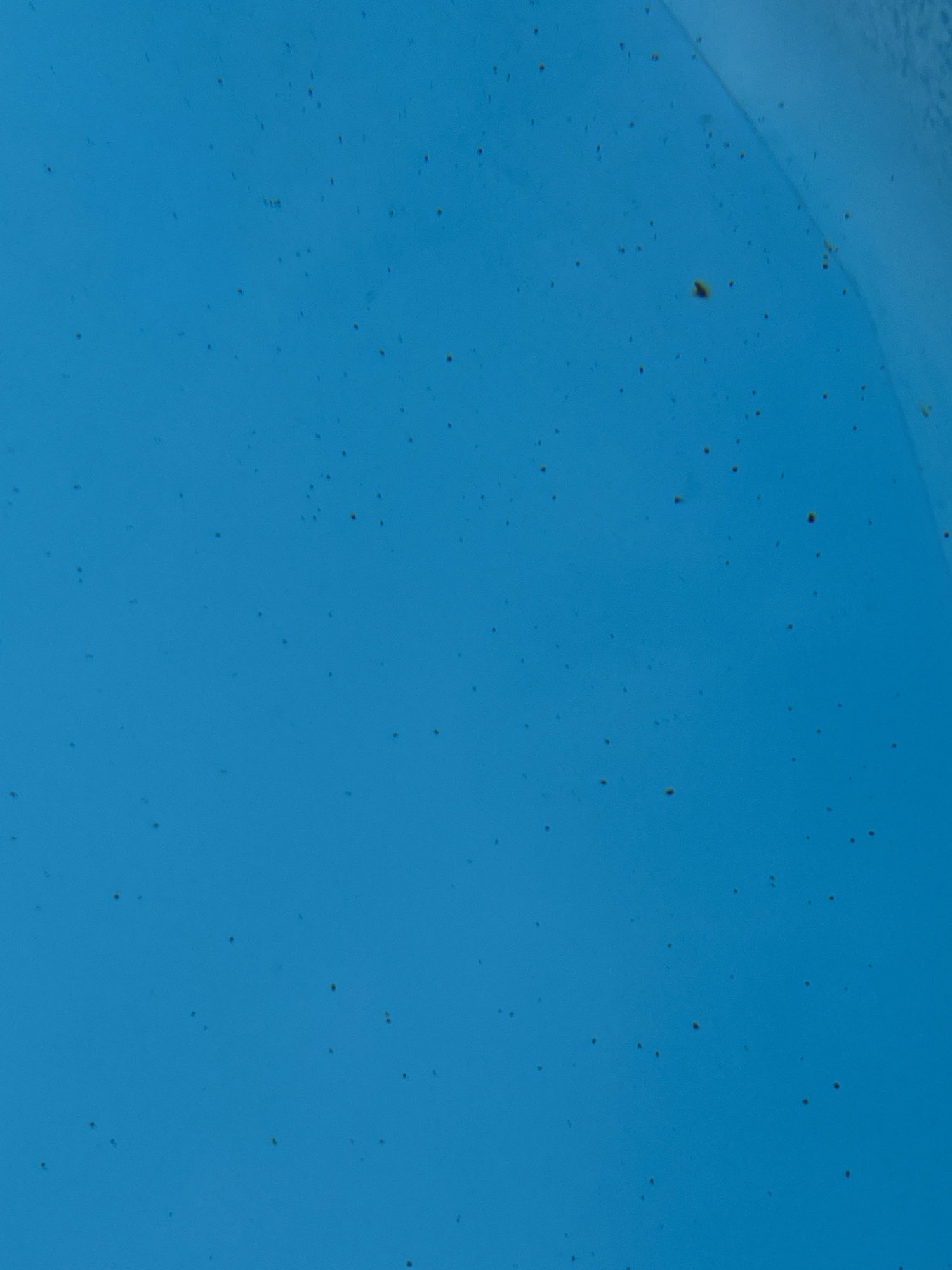 pooldirt.jpeg
