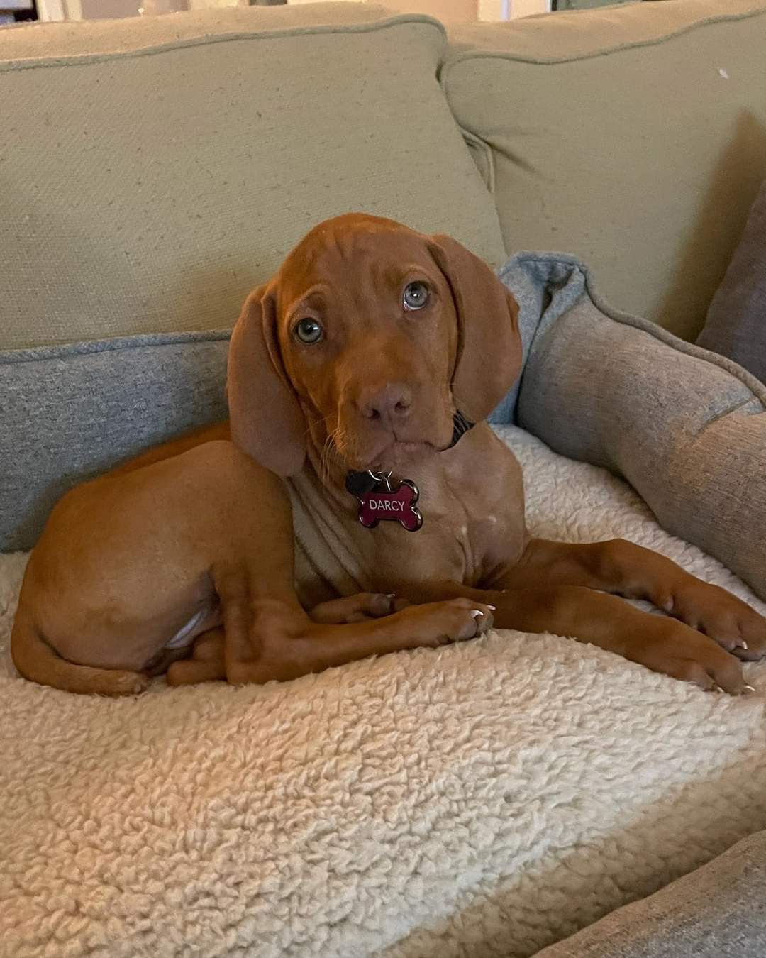 puppy 1.jpg