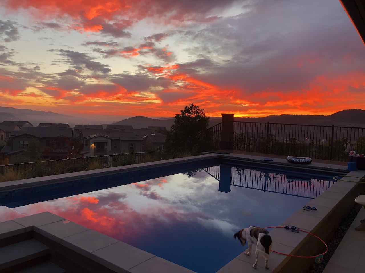 sky_reflection_dog.jpeg
