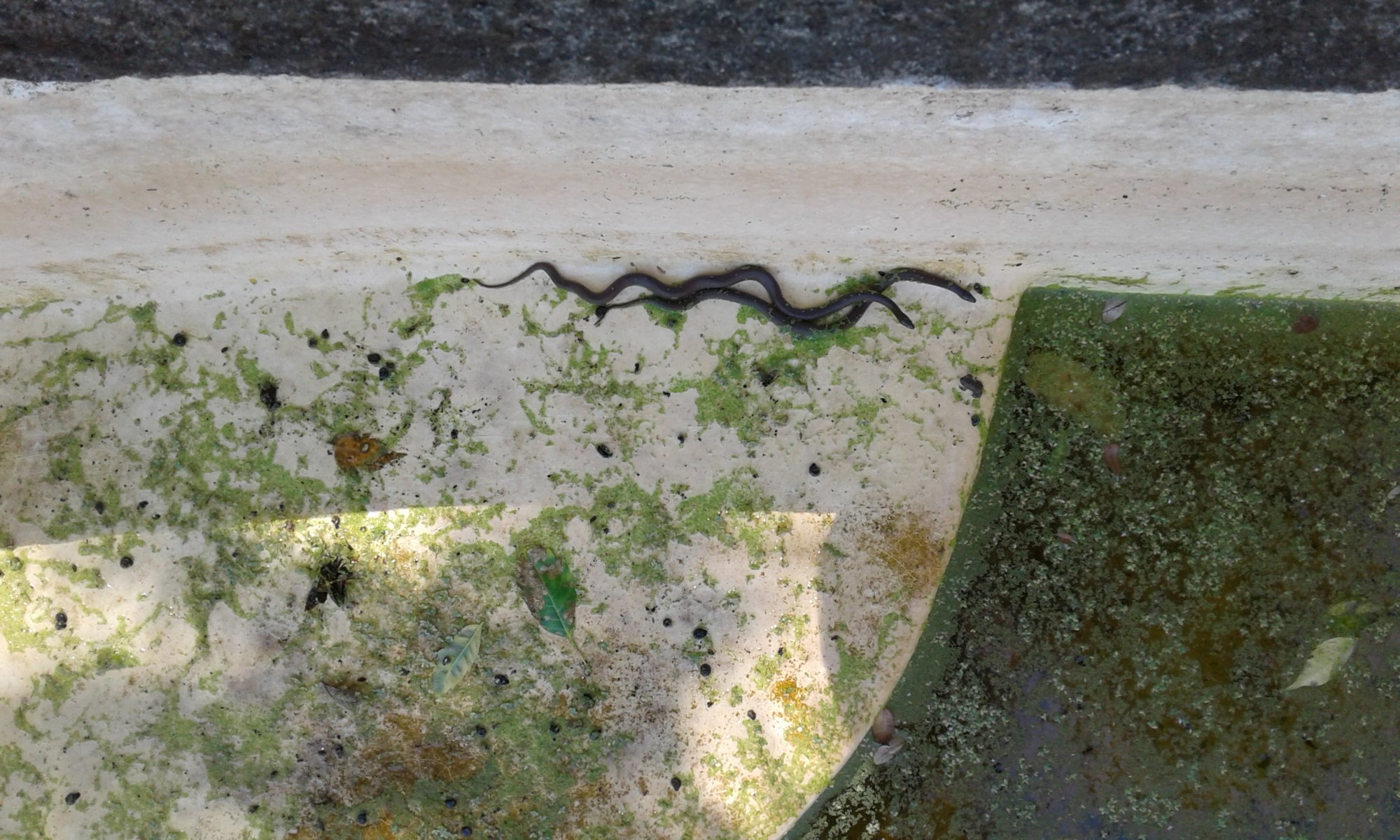 Snake pair.jpg
