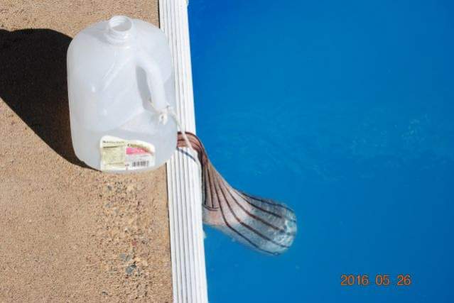 Stabilizer CYA Swimming pool add using sock 1 sm.jpg
