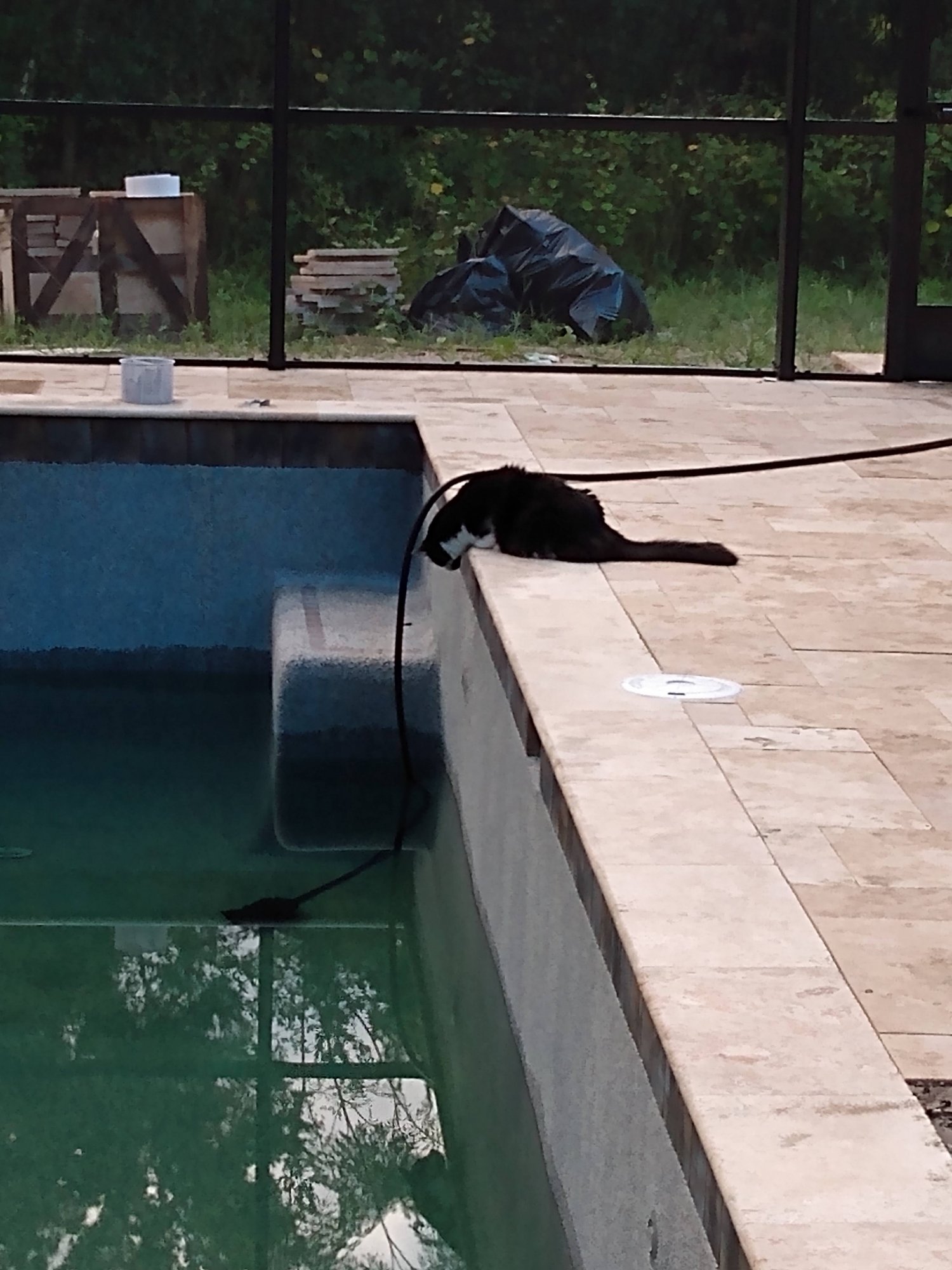 Sylvester and hose.jpg