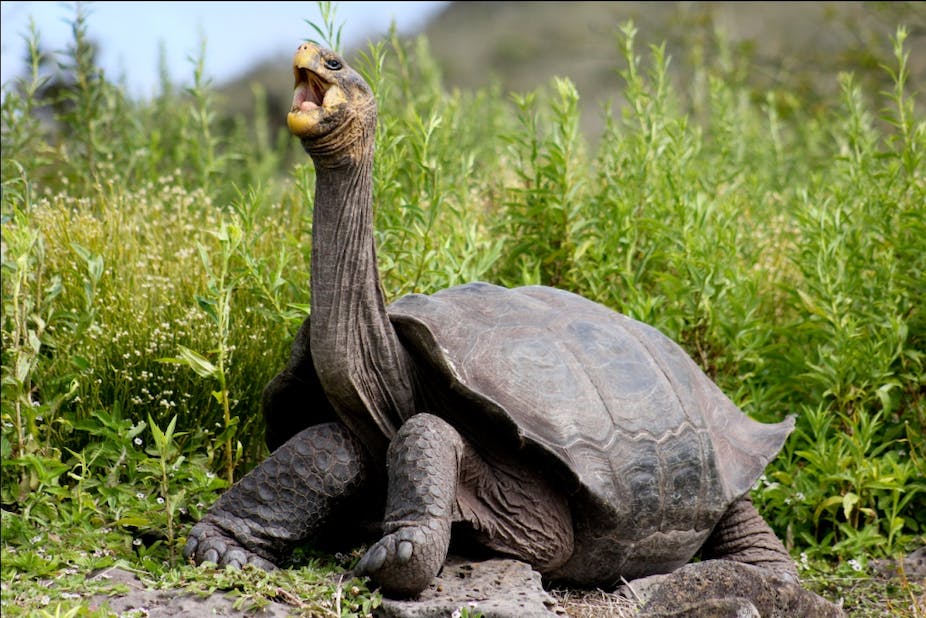 tortoise.jpg