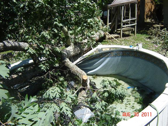 tree in pool sized.JPG