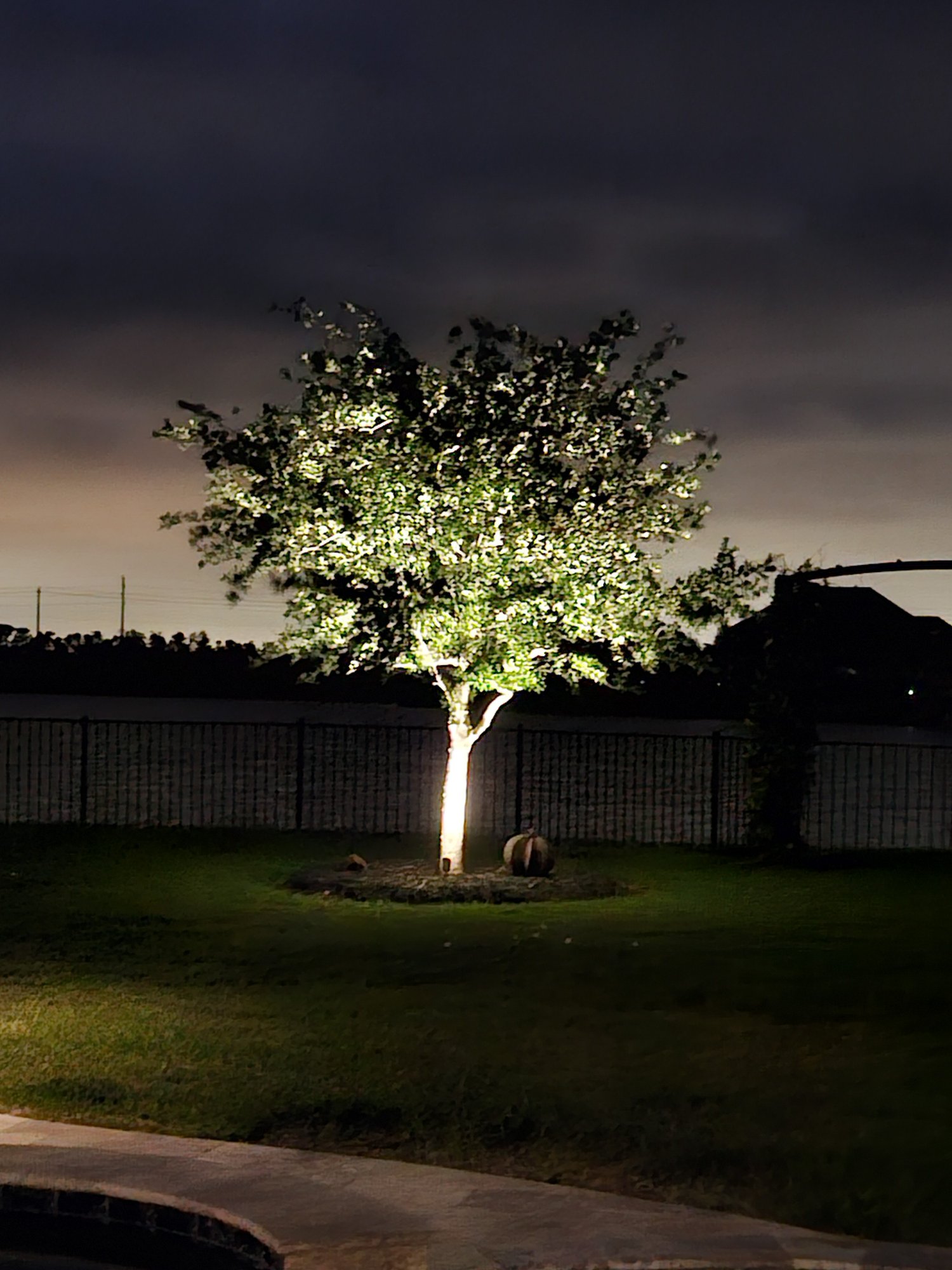 Tree Light.jpg