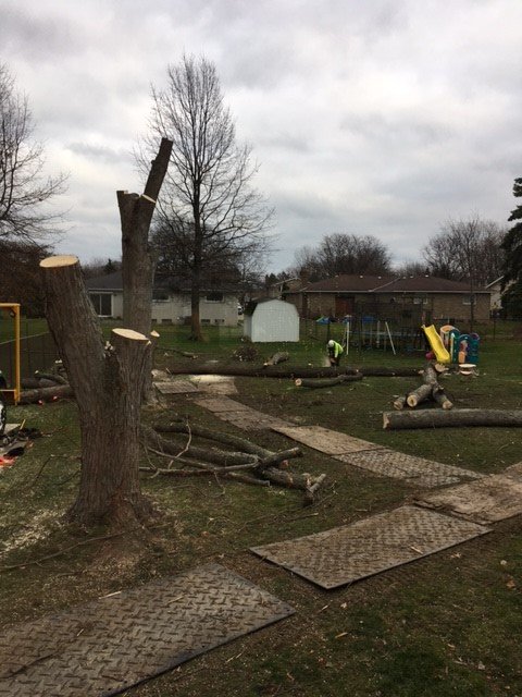Tree Takedown.jpg